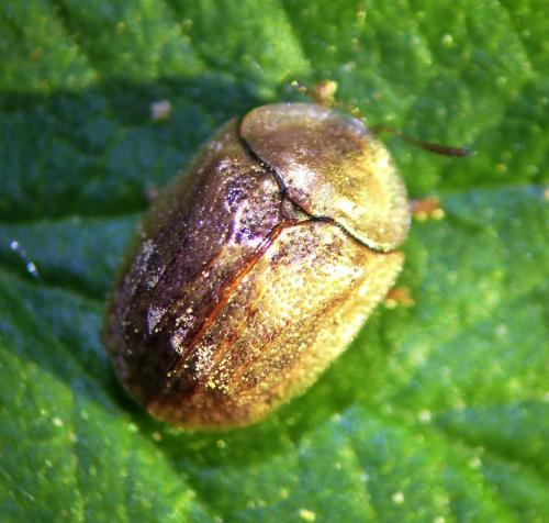 Réf. 254 378 : Hypocassida sp.